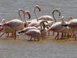 flaminke groep in water groot : frieda